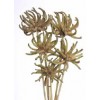 SPIDERGUM CLAW Natural 2"-3" on 19" stem- SPIDERGUM CLAW Natural 2"-3" on 19" stem-
